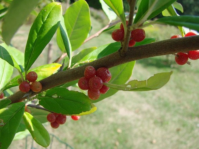 Elaeagnus umbellata