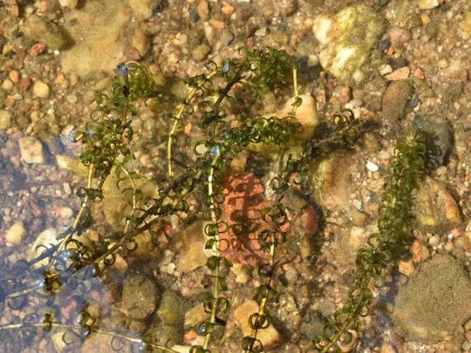 Elodea nuttallii