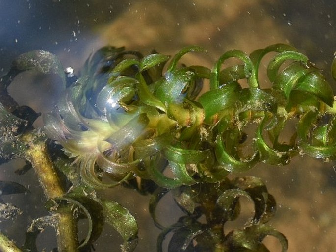 Elodea nuttallii