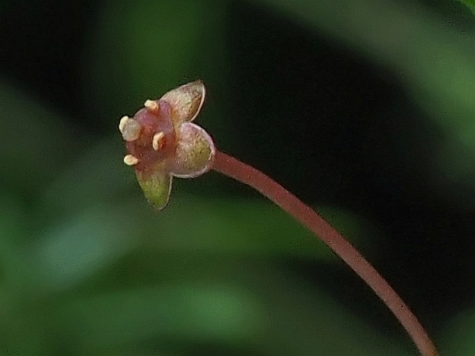 Euonymus nanus