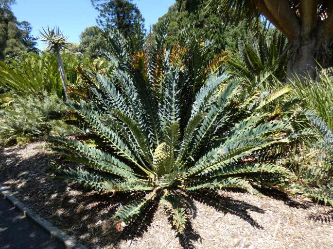 Encephalartos arenarius