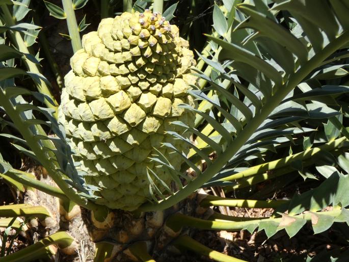 Encephalartos arenarius