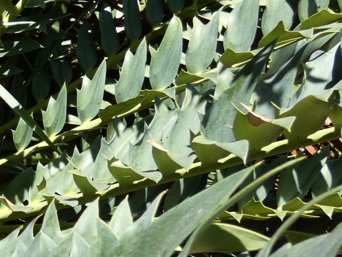 Encephalartos arenarius