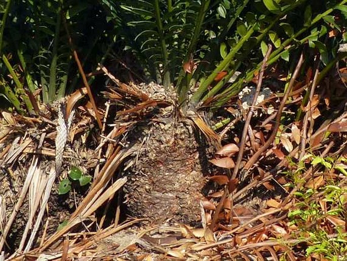 Encephalartos ferox