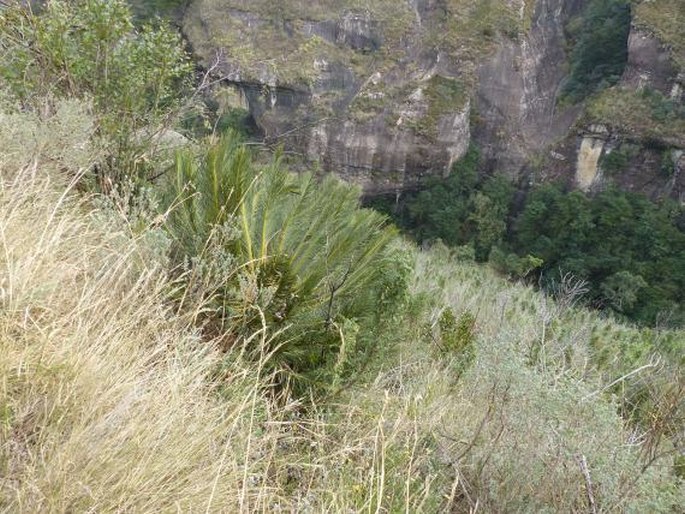 Encephalartos ghellinckii