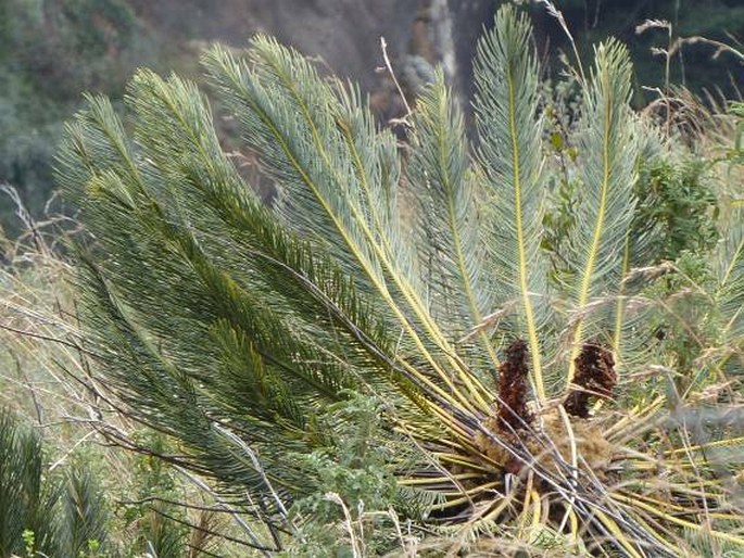 Encephalartos ghellinckii