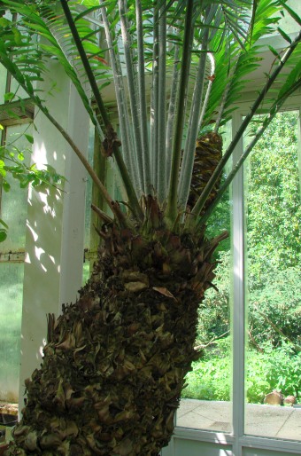 Encephalartos laurentianus