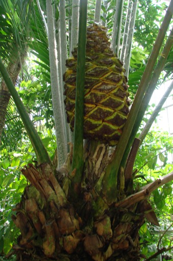 Encephalartos laurentianus