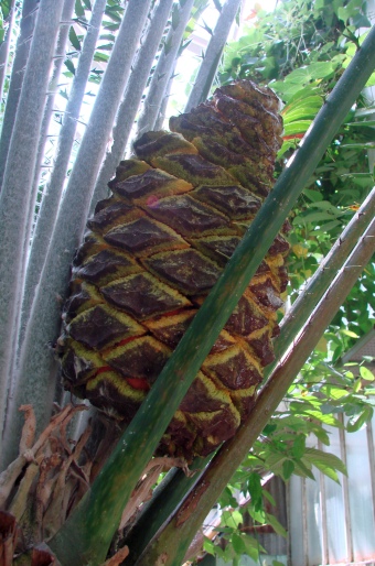 Encephalartos laurentianus