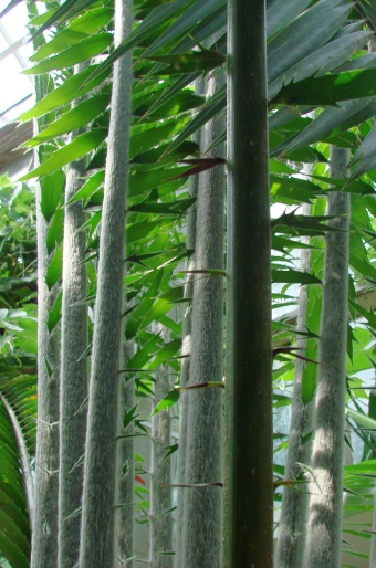 Encephalartos laurentianus