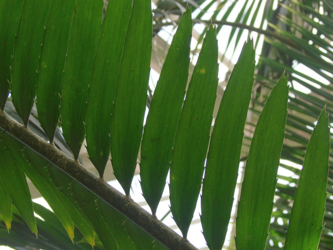 Encephalartos laurentianus