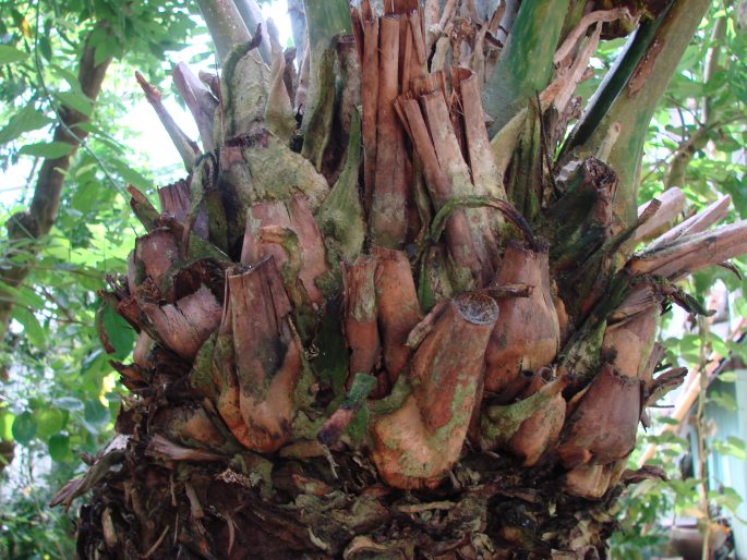 Encephalartos laurentianus