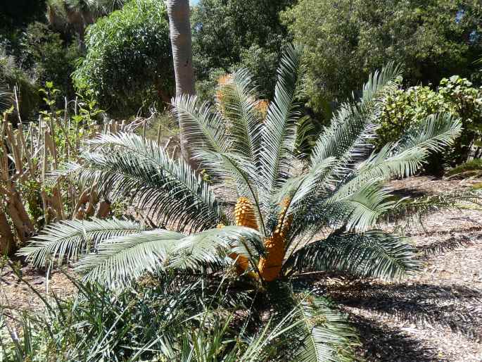 Encephalartos villosus