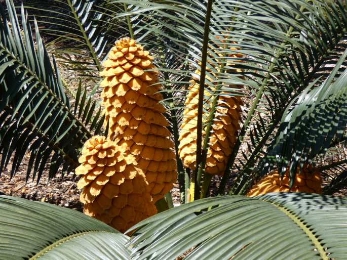 Encephalartos villosus