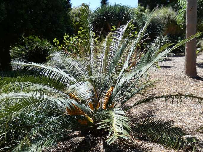 Encephalartos villosus