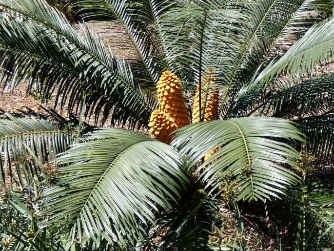 Encephalartos villosus