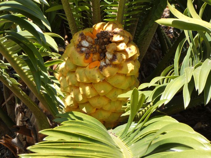 Encephalartos sclavoi