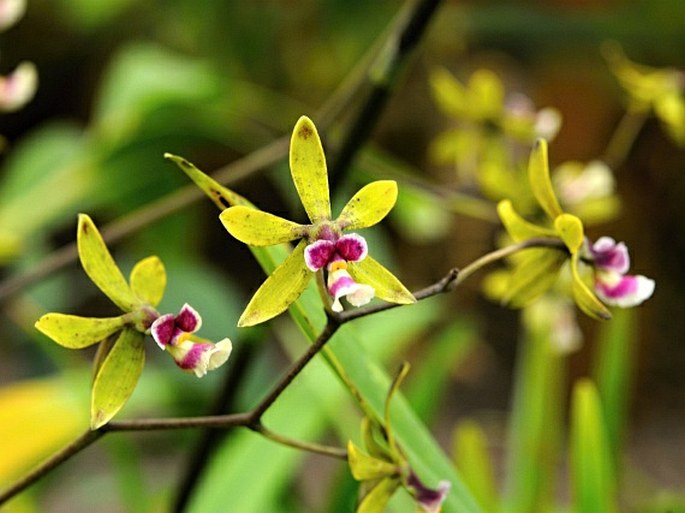 Encyclia mooreana