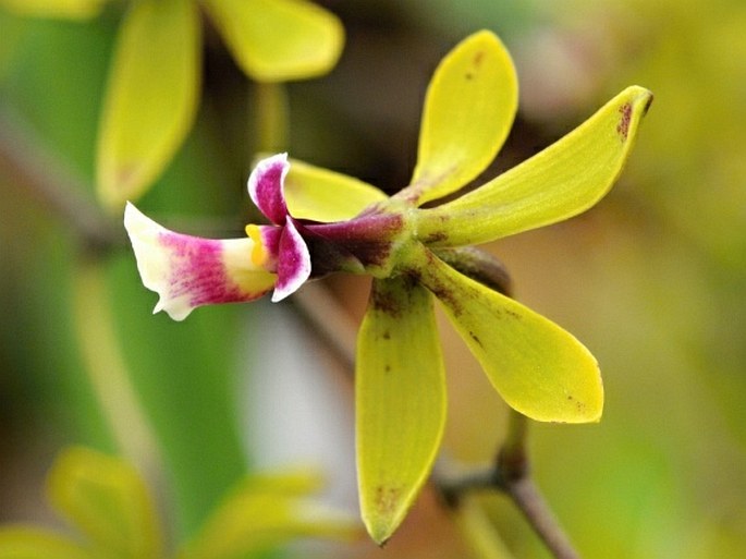 Encyclia mooreana