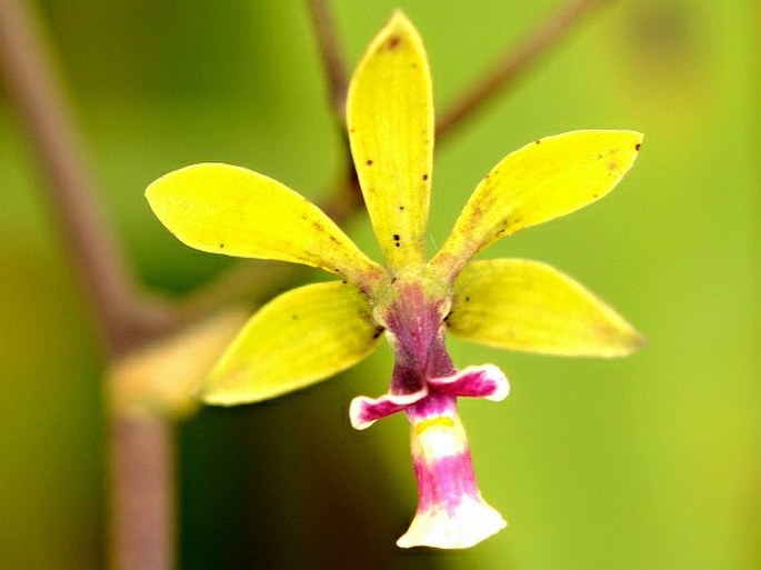 Encyclia mooreana