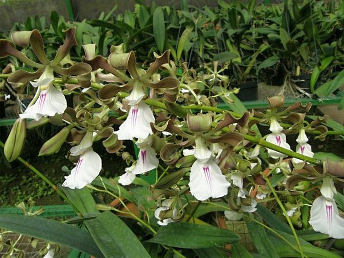 Encyclia cordigera