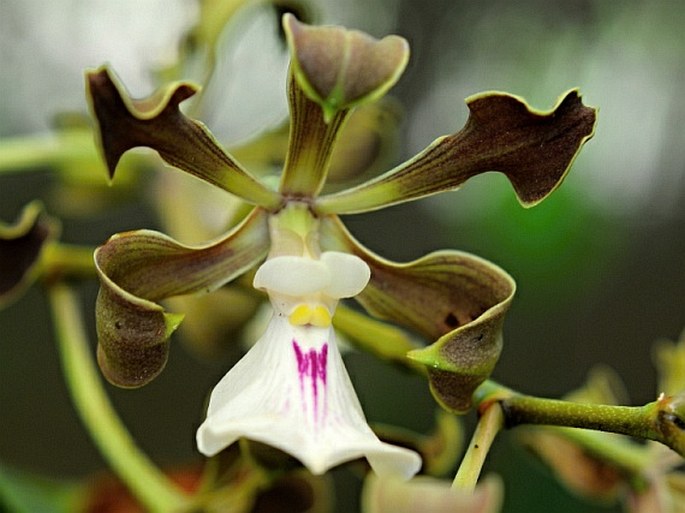 Encyclia cordigera