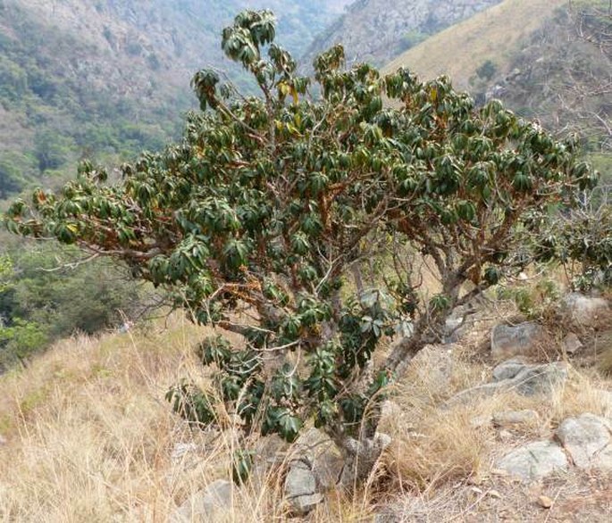 Englerophytum magalismontanum