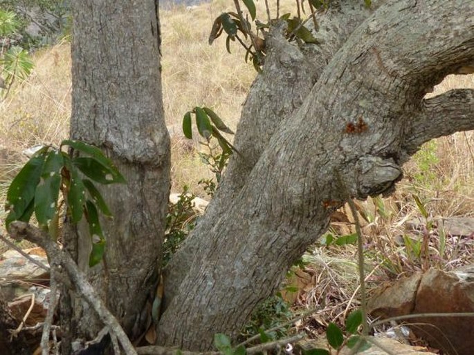 Englerophytum magalismontanum