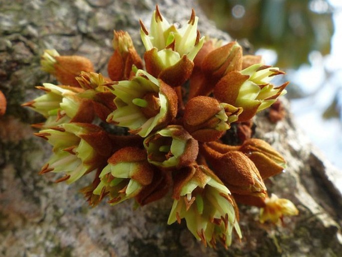 Englerophytum magalismontanum