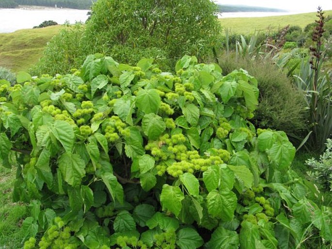 Entelea arborescens