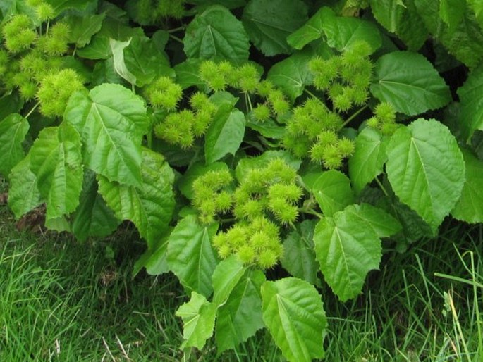 Entelea arborescens