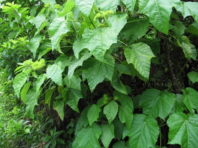 Entelea arborescens