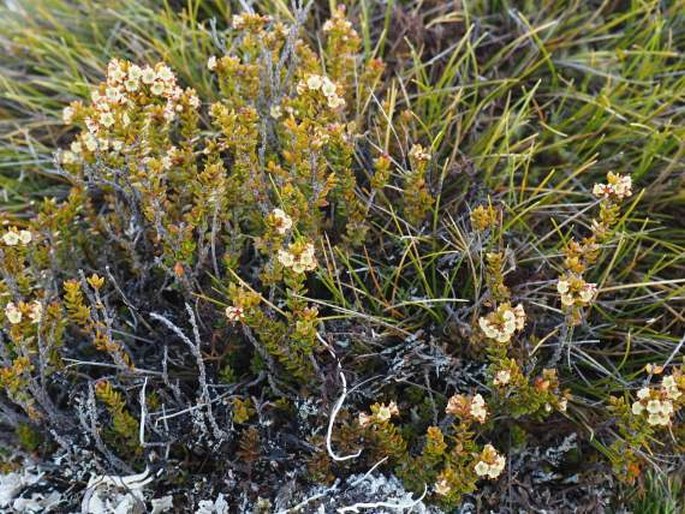 Epacris alpina