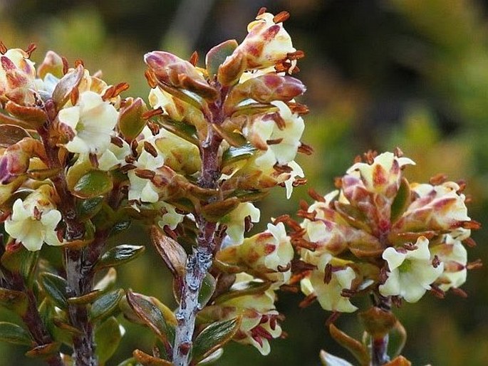 Epacris alpina