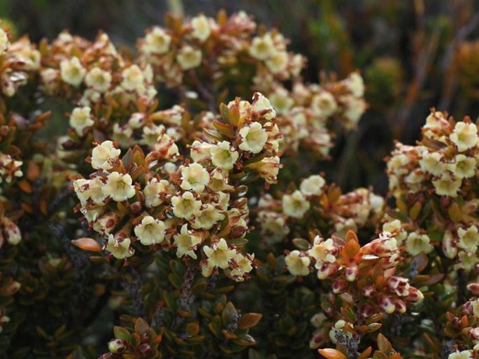 Epacris alpina