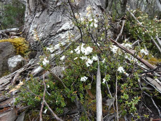 Epacris impressa