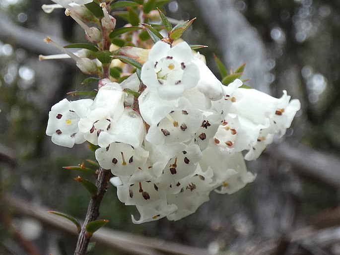 Epacris impressa