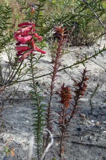 Epacris impressa