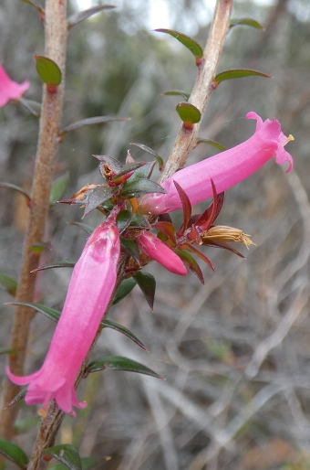 Epacris impressa