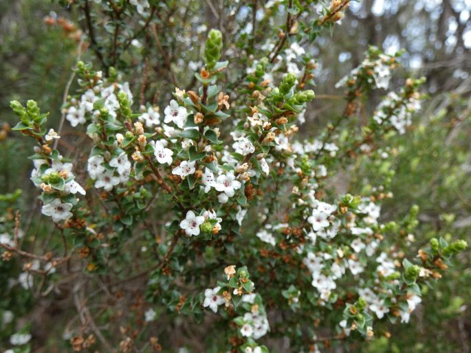 Epacris microphylla