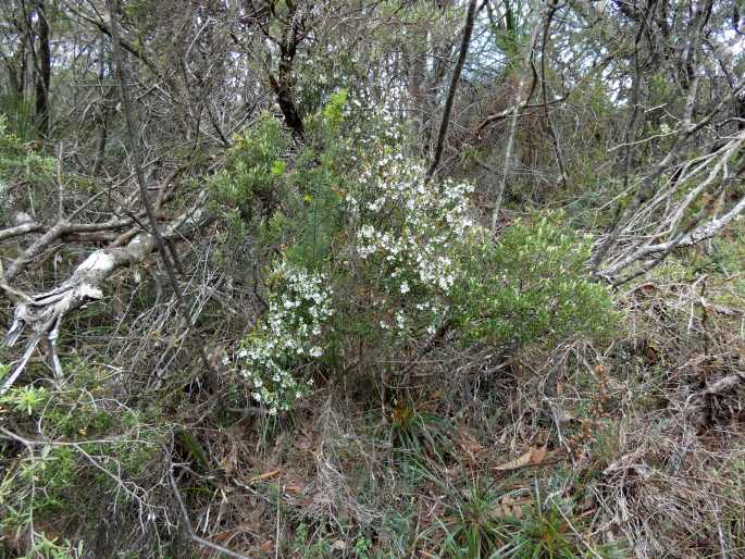 Epacris microphylla