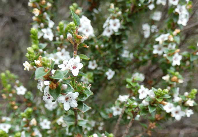 Epacris microphylla