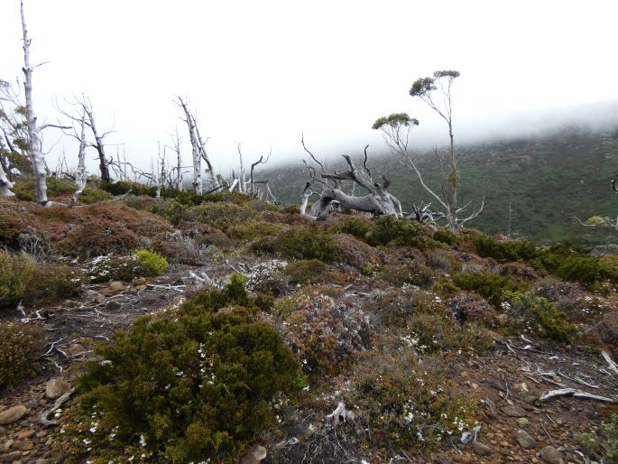 Epacris serpyllifolia