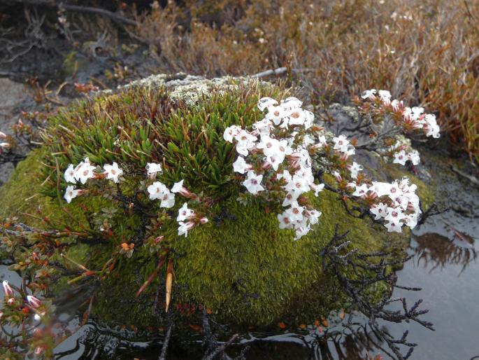 Epacris serpyllifolia