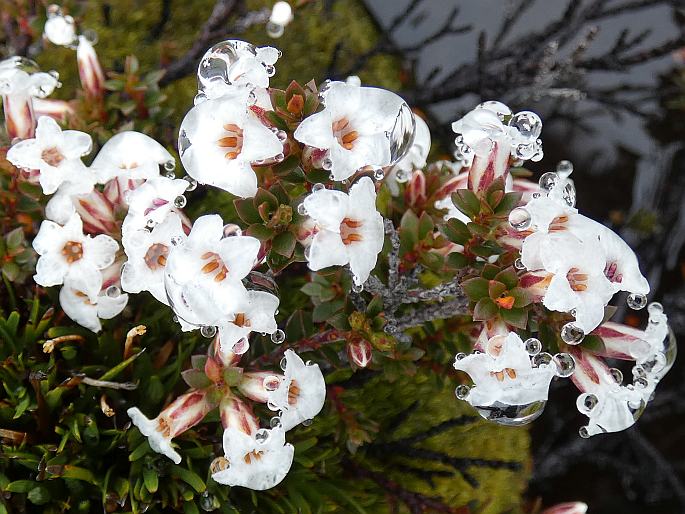 Epacris serpyllifolia