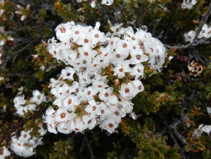 Epacris serpyllifolia