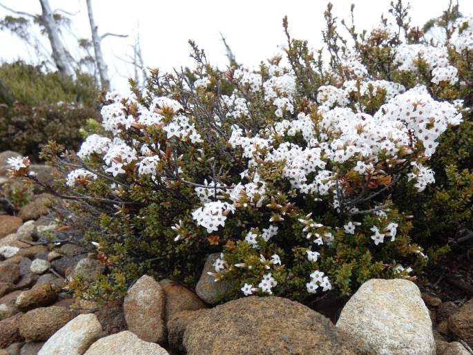 Epacris serpyllifolia