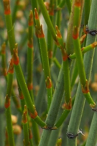 Ephedra chilensis