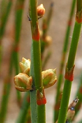 Ephedra chilensis