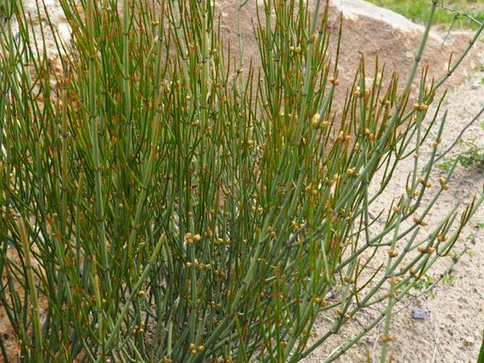 Ephedra chilensis